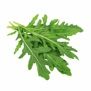Rucola